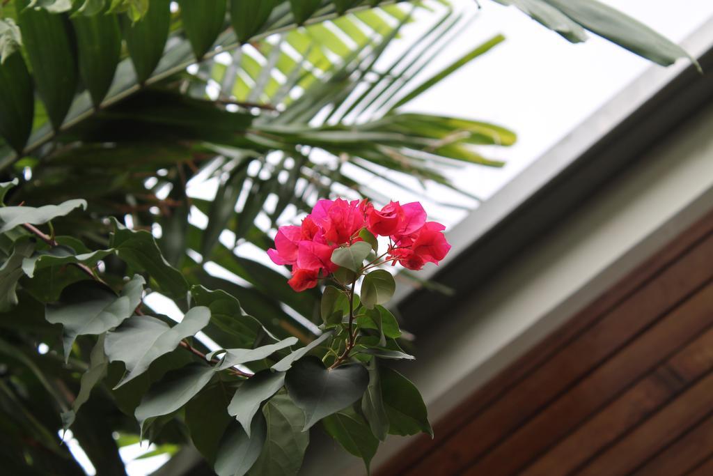Hostal Cocos Inn Panama City Exteriör bild